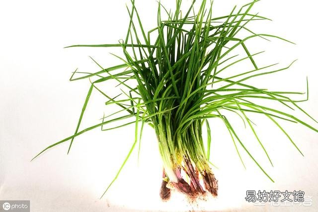 怎样区分洋葱和火葱秧苗？