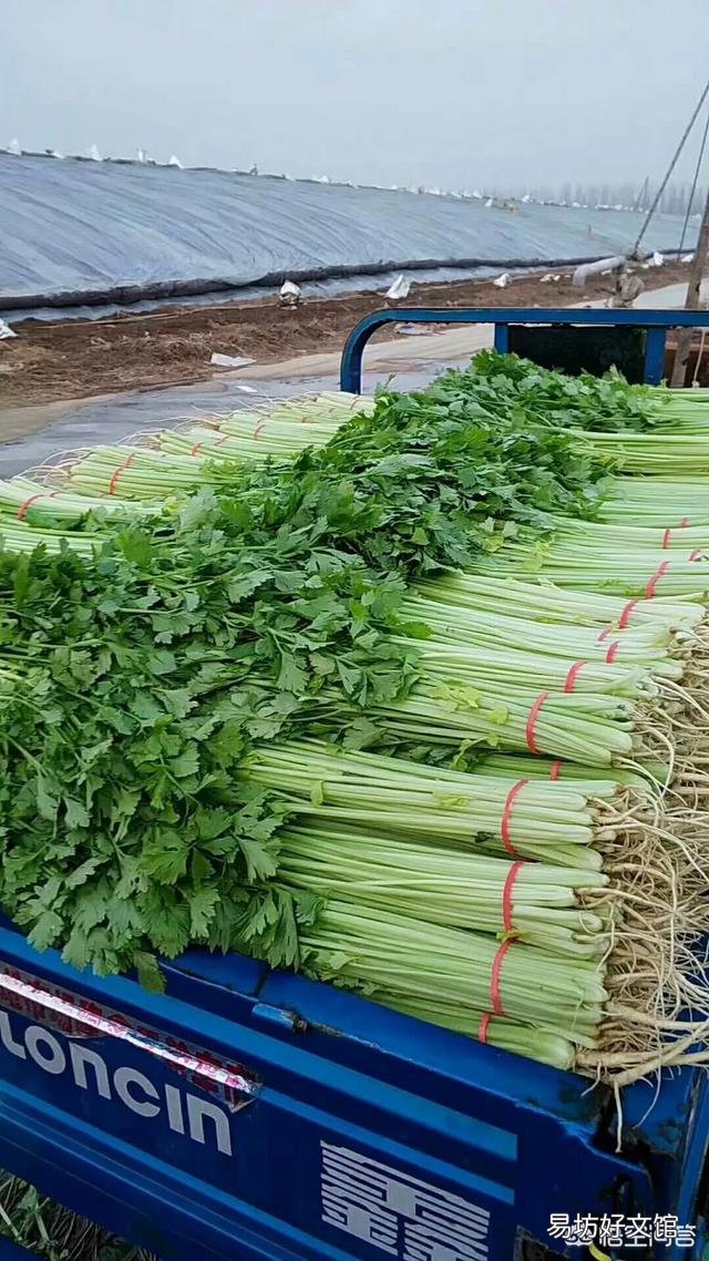种植芹菜,需要注意些什么?