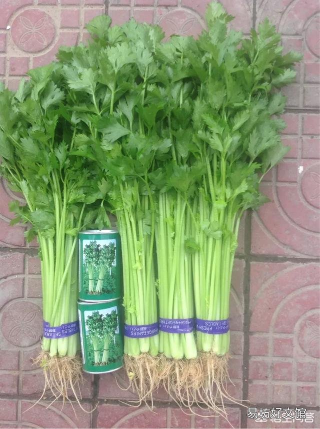 种植芹菜,需要注意些什么?