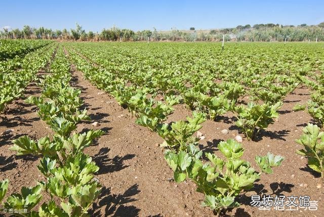 种植芹菜,需要注意些什么?