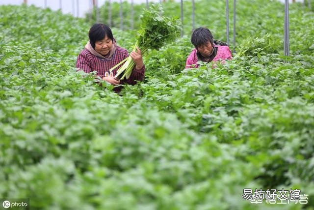 种植芹菜,需要注意些什么?