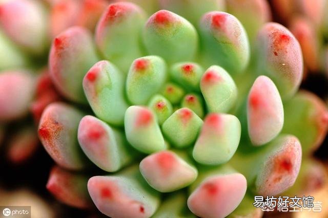 控水对植物有什么影响?