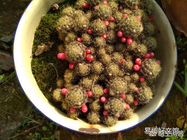 控水对植物有什么影响?