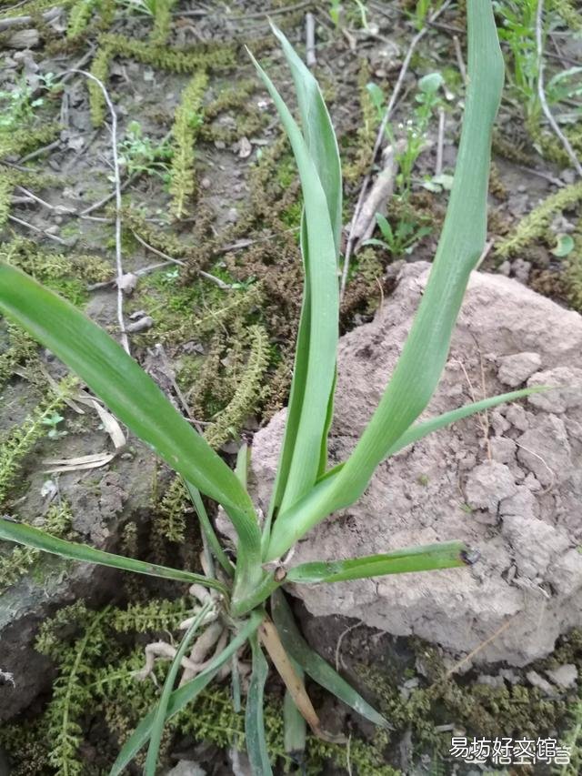 控水对植物有什么影响?
