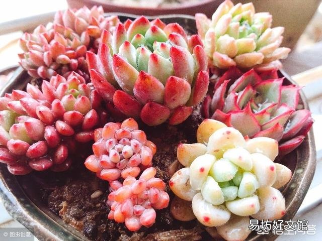 控水对植物有什么影响?