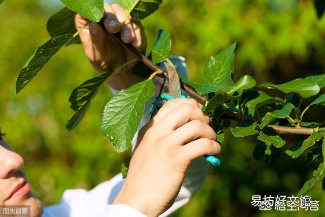 枇杷要种多少年才有收获？