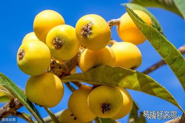 枇杷要种多少年才有收获？