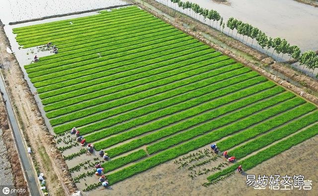 沙漠水稻和盐碱地水稻有什么关系？品种是一回事吗？