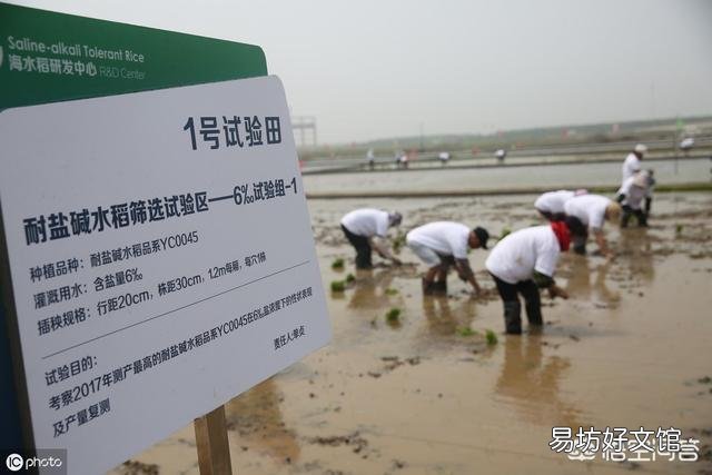 沙漠水稻和盐碱地水稻有什么关系？品种是一回事吗？