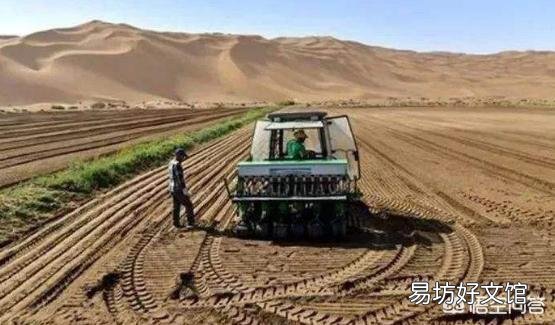 沙漠水稻和盐碱地水稻有什么关系？品种是一回事吗？
