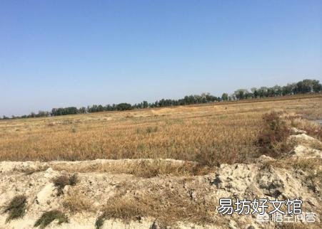 沙漠水稻和盐碱地水稻有什么关系？品种是一回事吗？