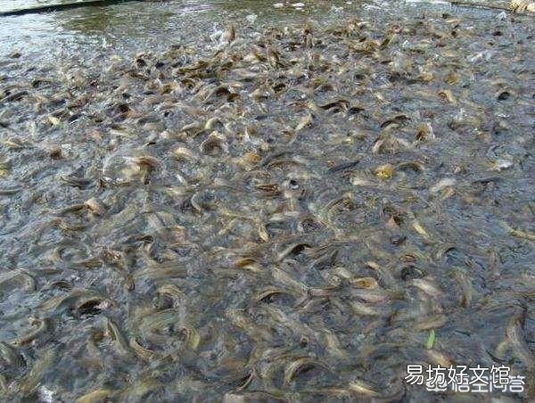 稻田养泥鳅怎么收获?