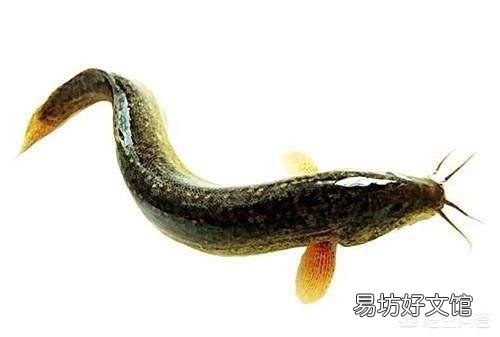 稻田养泥鳅怎么收获?