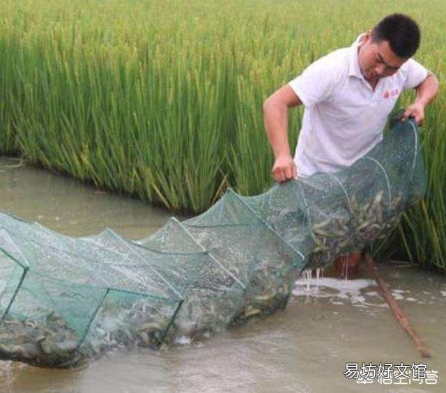 稻田养泥鳅怎么收获?