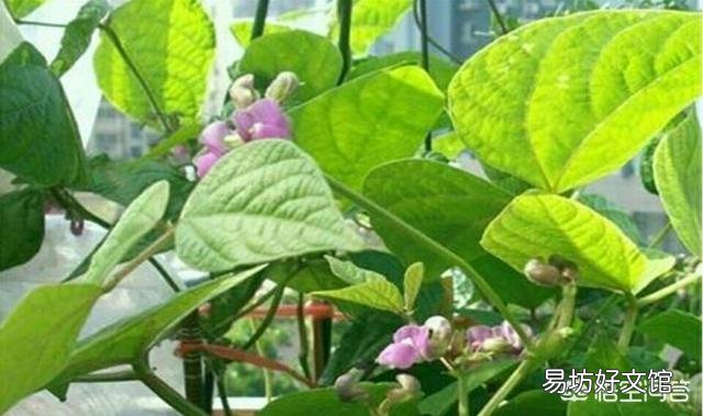 芸豆怎么种?芸豆种植如何才能高产?