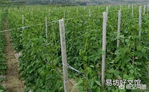 芸豆怎么种?芸豆种植如何才能高产?