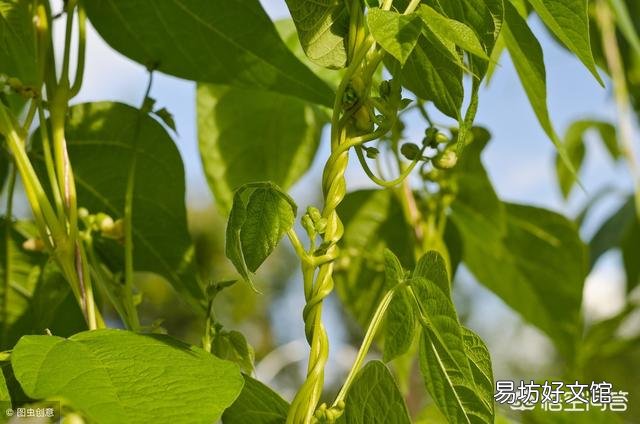 芸豆怎么种?芸豆种植如何才能高产?