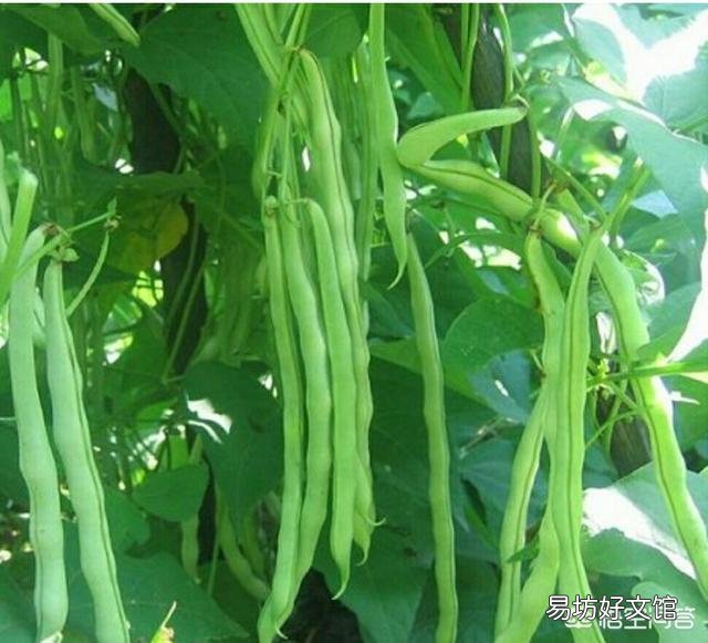 芸豆怎么种?芸豆种植如何才能高产?