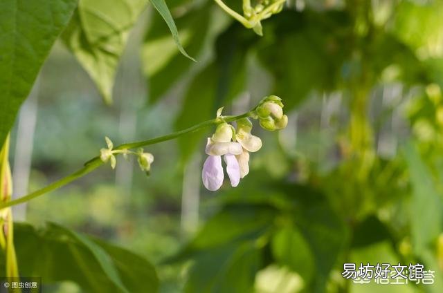 芸豆怎么种?芸豆种植如何才能高产?