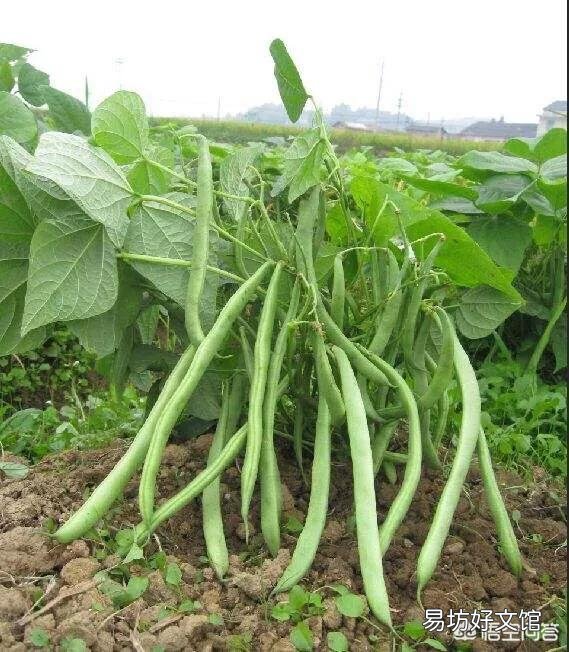 芸豆怎么种?芸豆种植如何才能高产?