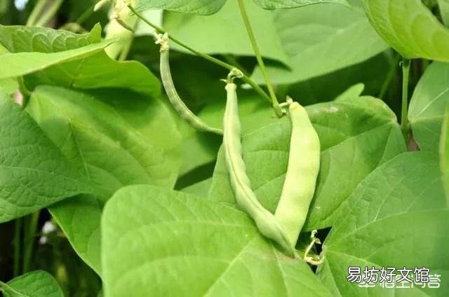 芸豆怎么种?芸豆种植如何才能高产?