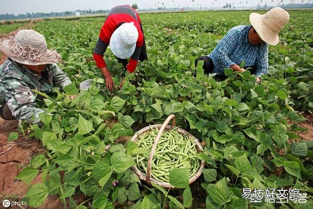 芸豆怎么种?芸豆种植如何才能高产?