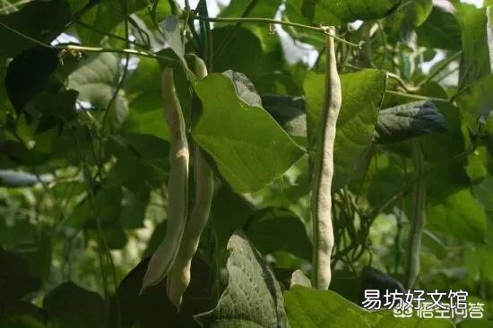 芸豆怎么种?芸豆种植如何才能高产?