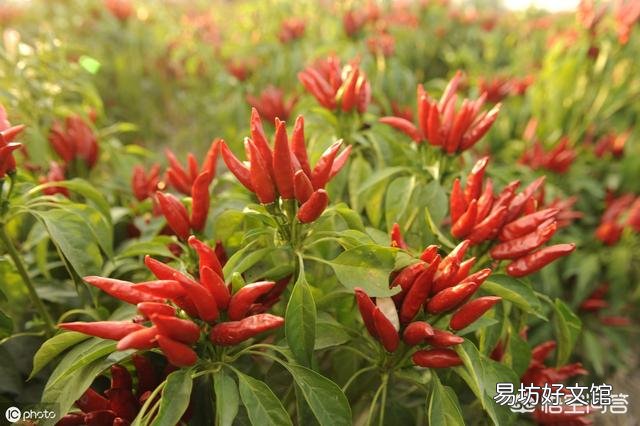 种植露地辣椒的种植技术与田间管理是怎样的?
