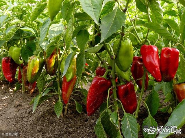种植露地辣椒的种植技术与田间管理是怎样的?