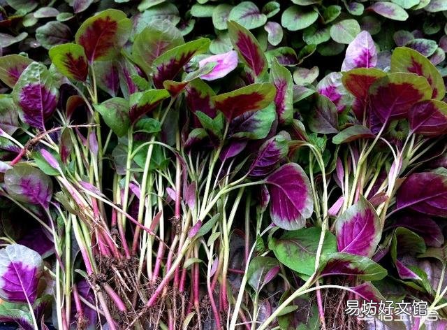 种植苋菜要注意什么?