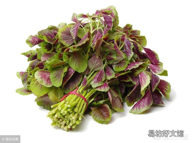 种植苋菜要注意什么?