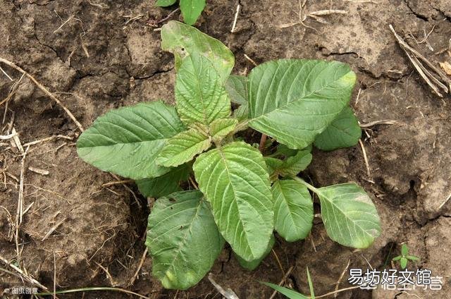 种植苋菜要注意什么?