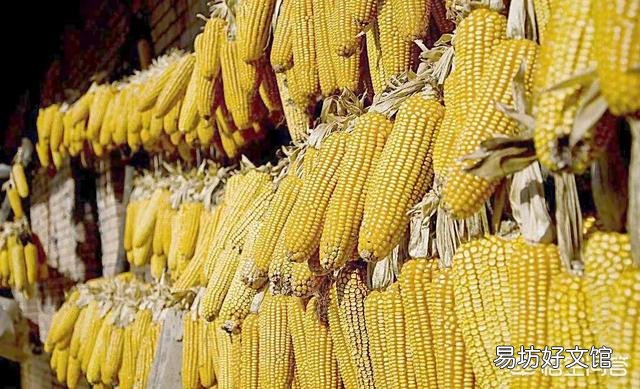 玉米市场行情在不断回暖,4月份有多大的上涨空间?平均价格有能达到0.97元/斤的行情?