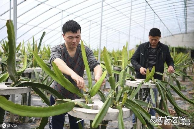 火龙果,想要高产,应该怎样对树木进行修剪?