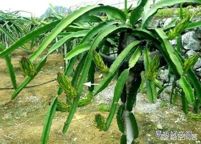 火龙果,想要高产,应该怎样对树木进行修剪?