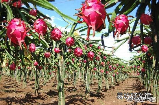 火龙果,想要高产,应该怎样对树木进行修剪?