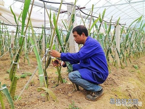 火龙果,想要高产,应该怎样对树木进行修剪?