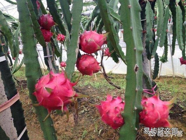 火龙果,想要高产,应该怎样对树木进行修剪?