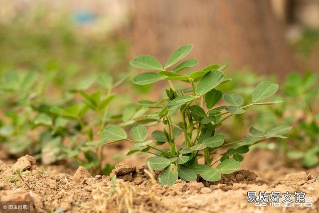 花生重茬如何提高产量？