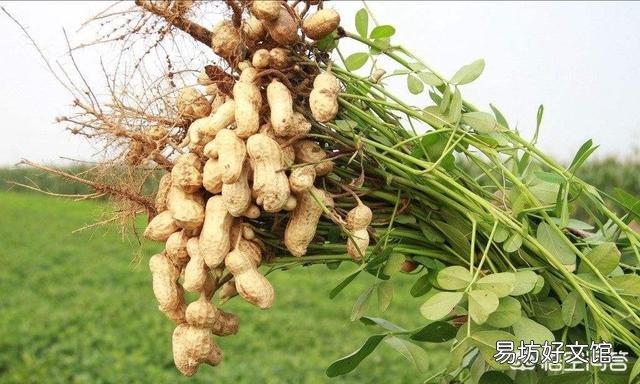 花生重茬如何提高产量？