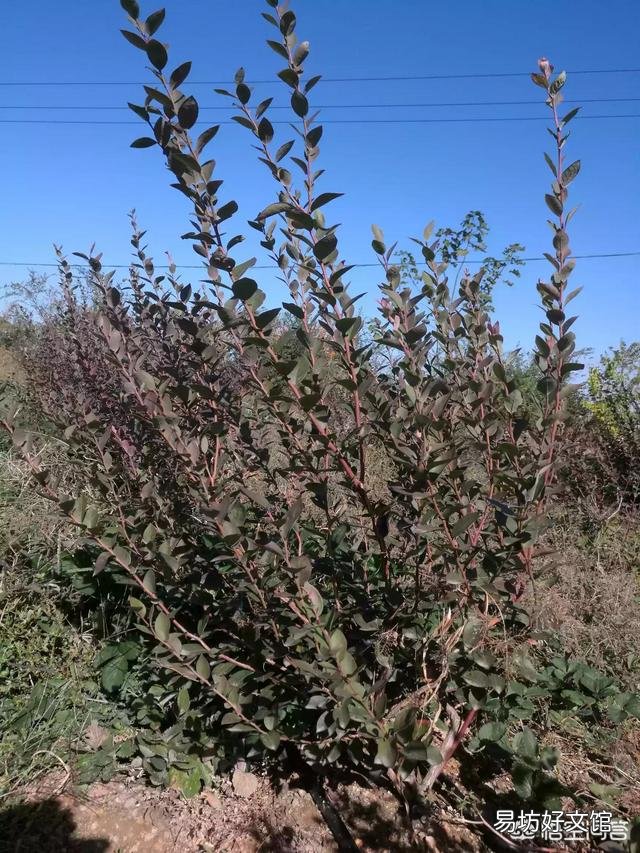 花生重茬如何提高产量？