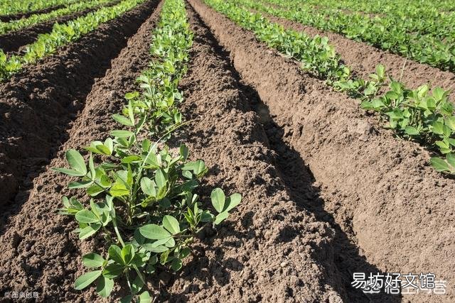 花生重茬如何提高产量？