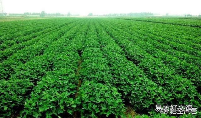花生重茬如何提高产量？
