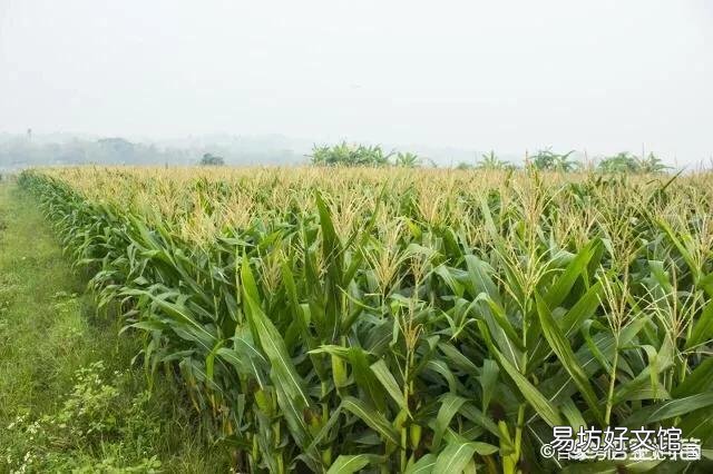春玉米每亩用多少锍酸钾？