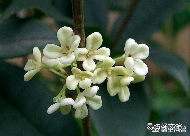 桂花树有公母之分，有结籽、有不结籽的，同样的桂花树开不开花跟施肥有很大关系吗？