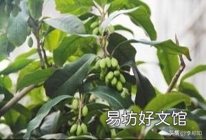 桂花树有公母之分，有结籽、有不结籽的，同样的桂花树开不开花跟施肥有很大关系吗？