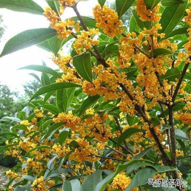 桂花树有公母之分，有结籽、有不结籽的，同样的桂花树开不开花跟施肥有很大关系吗？