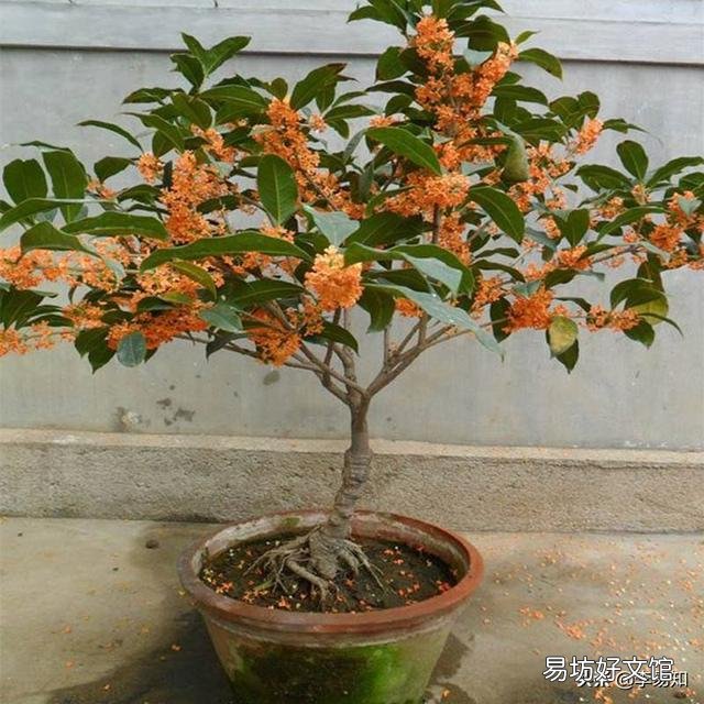 桂花树有公母之分，有结籽、有不结籽的，同样的桂花树开不开花跟施肥有很大关系吗？