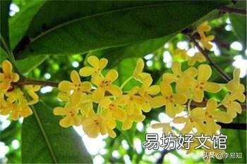 桂花树有公母之分，有结籽、有不结籽的，同样的桂花树开不开花跟施肥有很大关系吗？