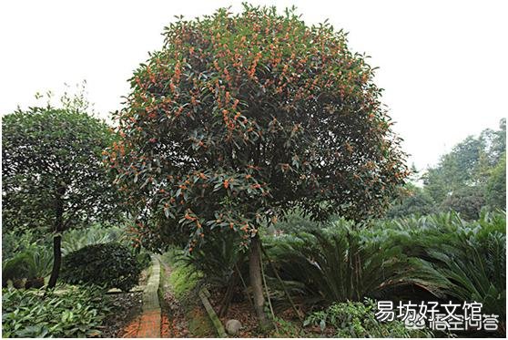桂花树有公母之分，有结籽、有不结籽的，同样的桂花树开不开花跟施肥有很大关系吗？